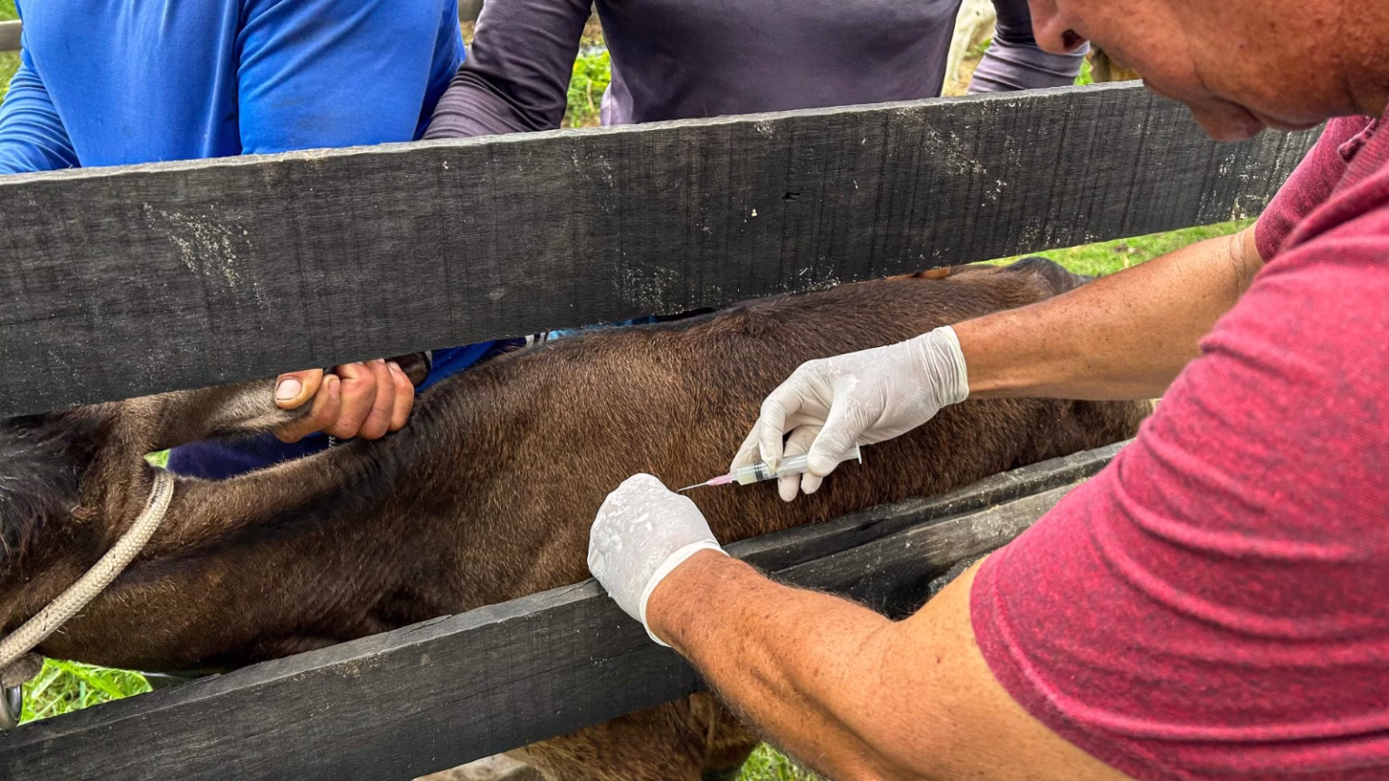 vacina-brucelose-penedo-semdagro-2-1536x864.avif