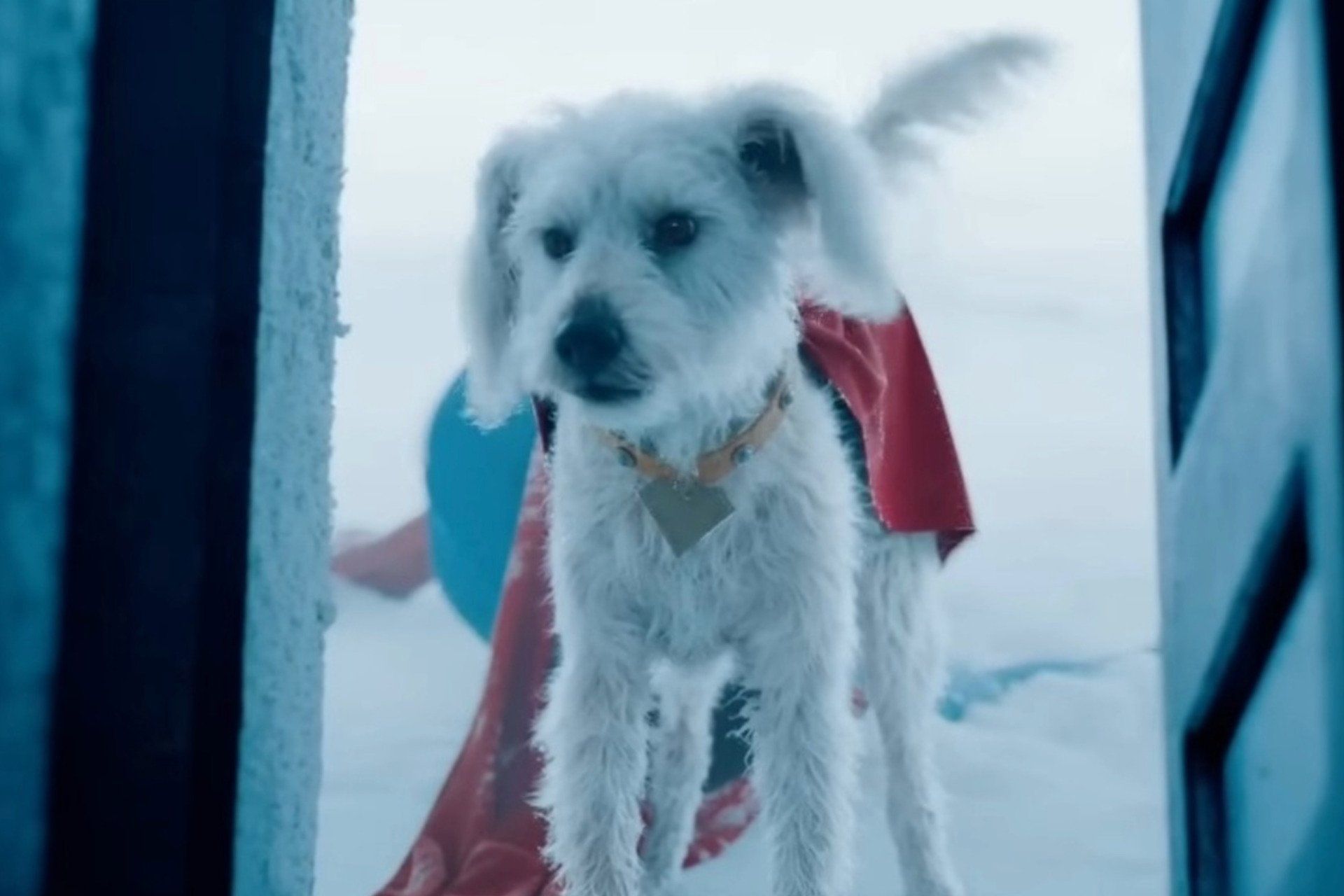 Krypto e o crescimento na adoção de animais de estimação