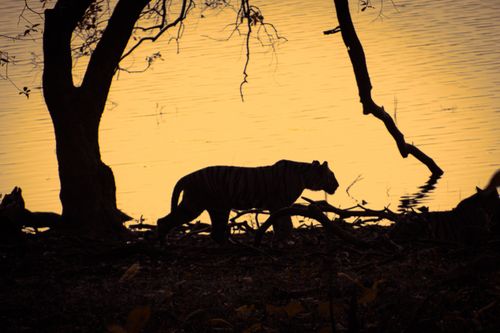 Imagem: Mistérios dos Tigres e sua Fascinação Duradoura