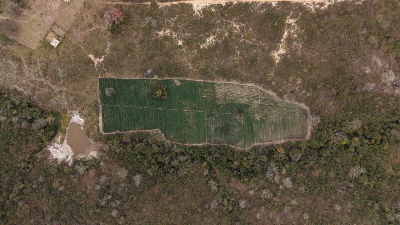 Correio do Povo Penedo – Descoberta de plantação com 40 mil pés de maconha em Minas Gerais Correio do Povo Penedo – Descoberta de plantação com 40 mil pés de maconha em Minas Gerais