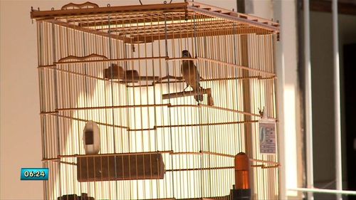 Imagem: Como Funcionam os Concursos de Canto de Pássaros em Alagoas