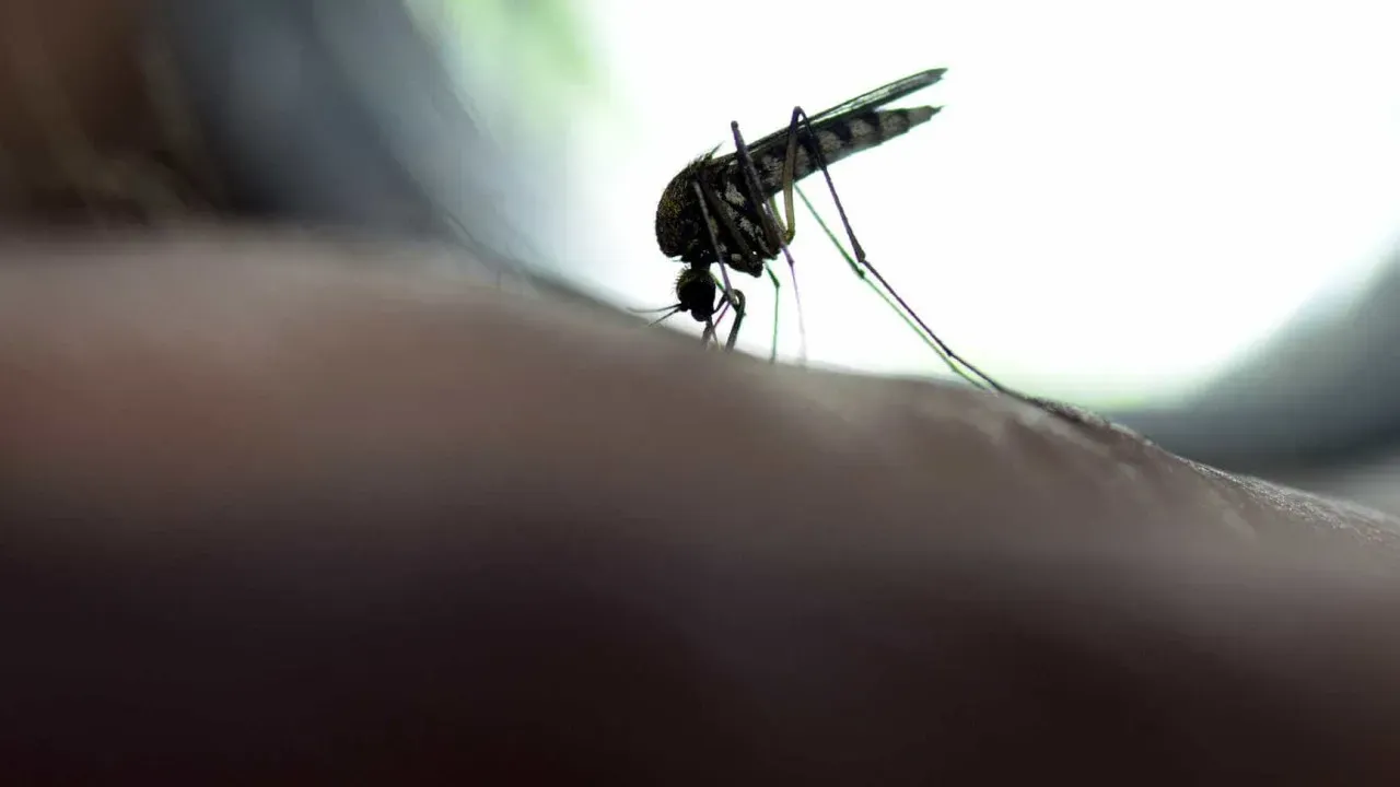Recusa vacinal e desmatamento explicam febre amarela crescente